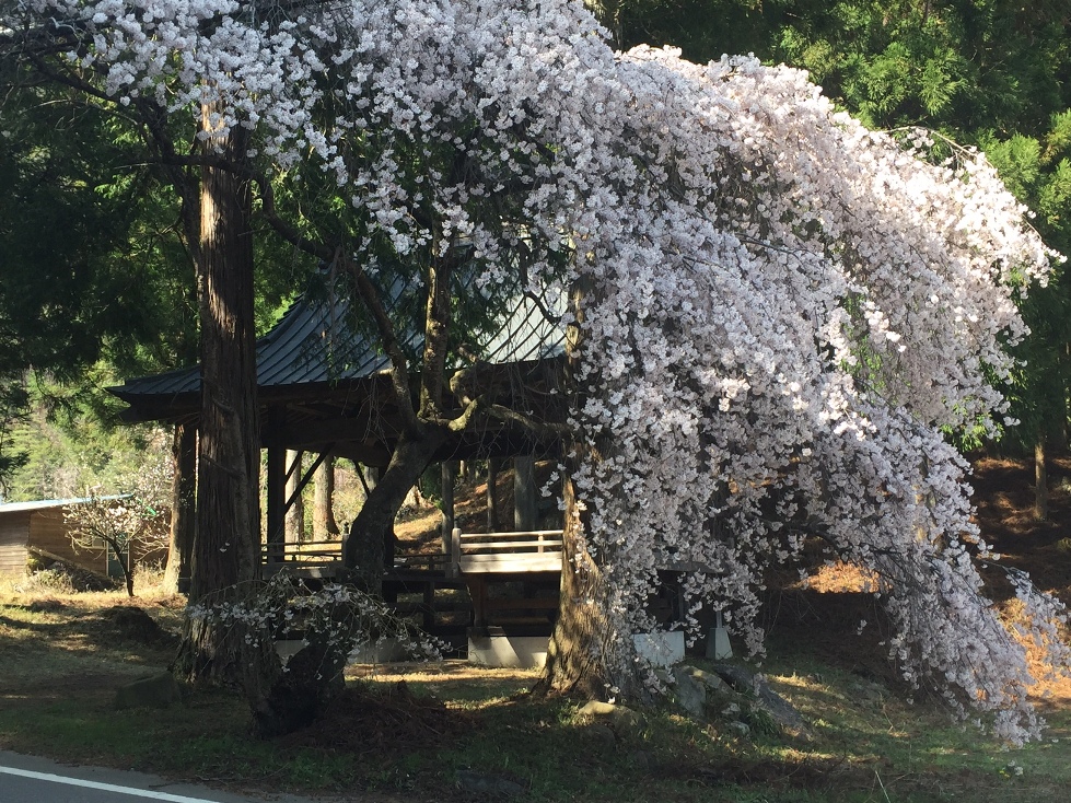 機神社の桜