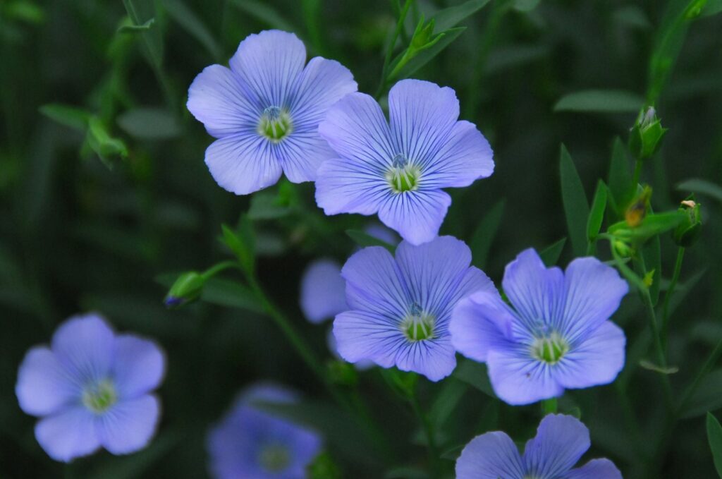 素材のおはなし】リネンの花 | kokiku 