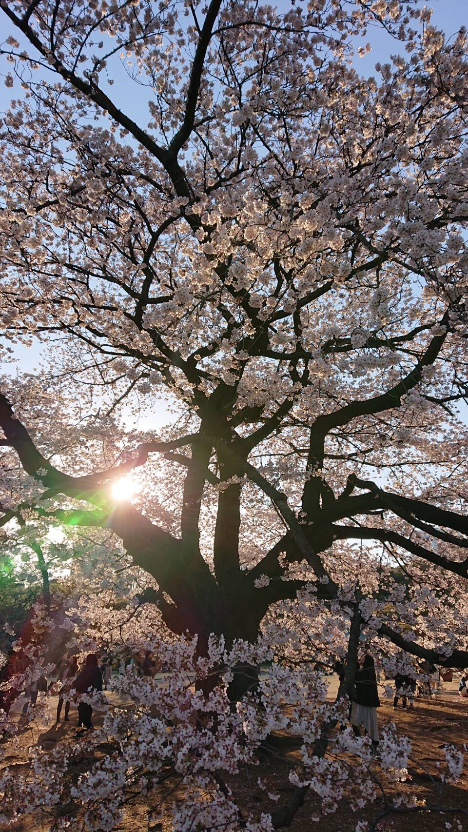 表参道の桜