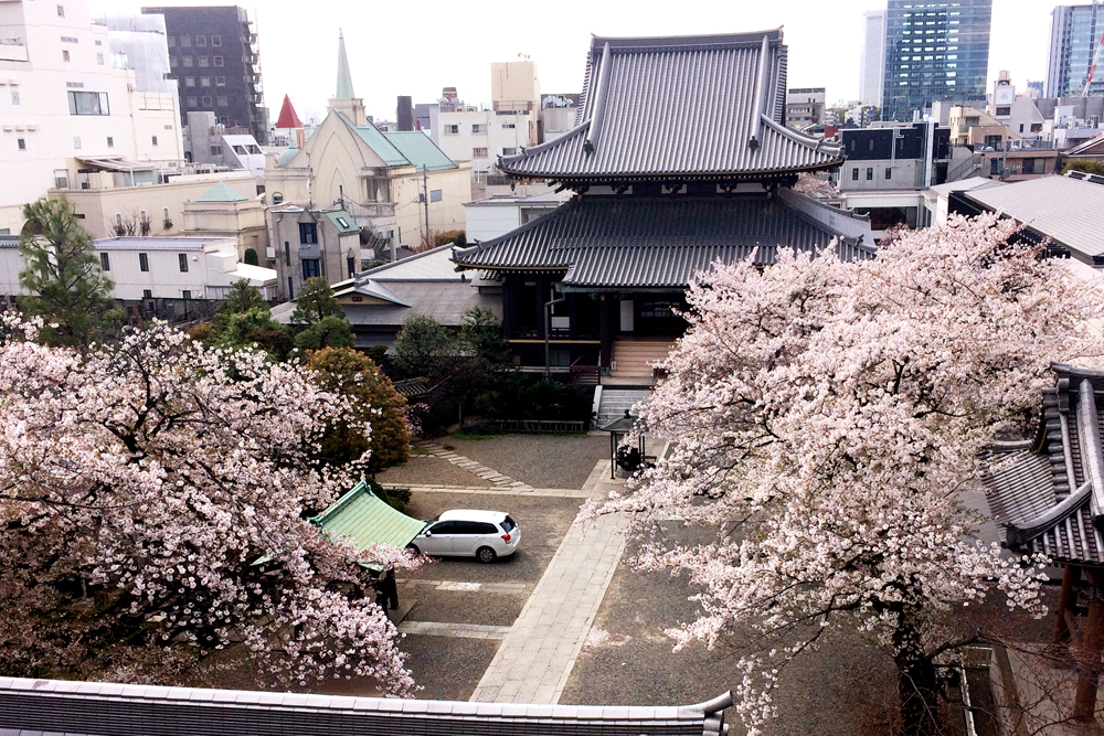 表参道駅付近にある　きれいな桜が見れる場所